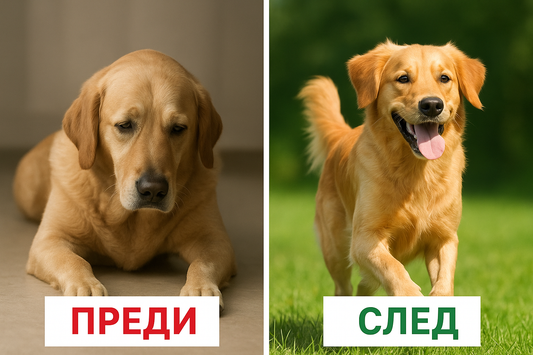5 признака, че кучето ти има нужда от витамини